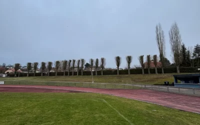 Élagage à Metz : comment entretenir vos arbres avec un professionnel ?